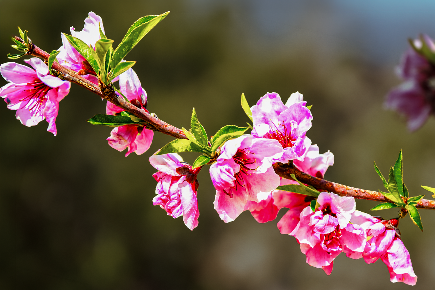Plum Blossom-2013 (13)